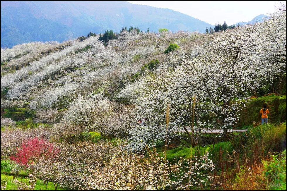 【春天，广西桂林灌阳县向您发出邀请！】我们在灌阳看梨花 - 游山玩水 - 江门生活社区 - 江门28生活网 jm.28life.net