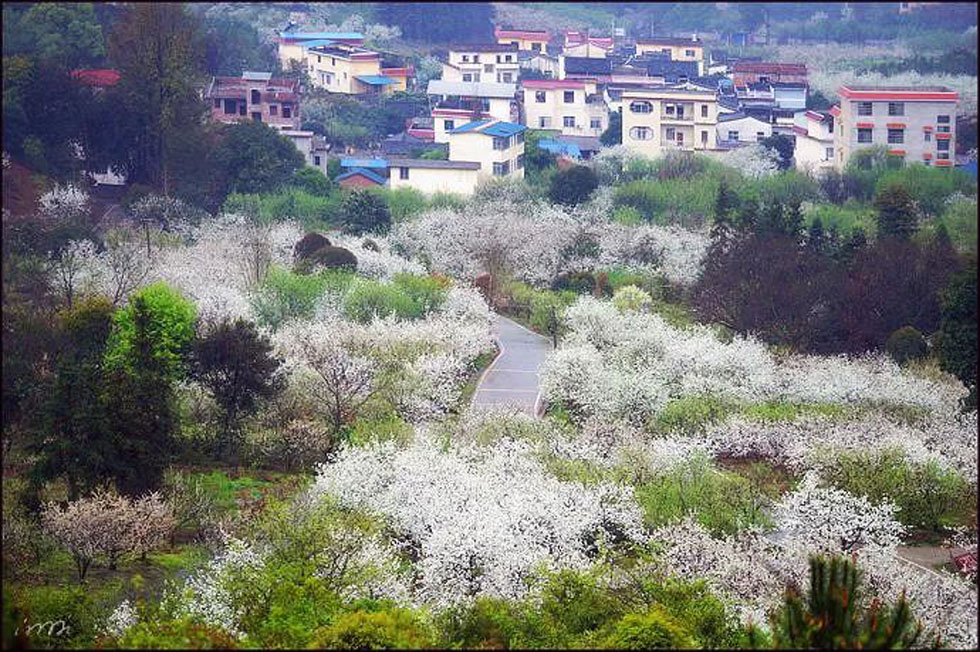 【春天，广西桂林灌阳县向您发出邀请！】我们在灌阳看梨花 - 游山玩水 - 江门生活社区 - 江门28生活网 jm.28life.net