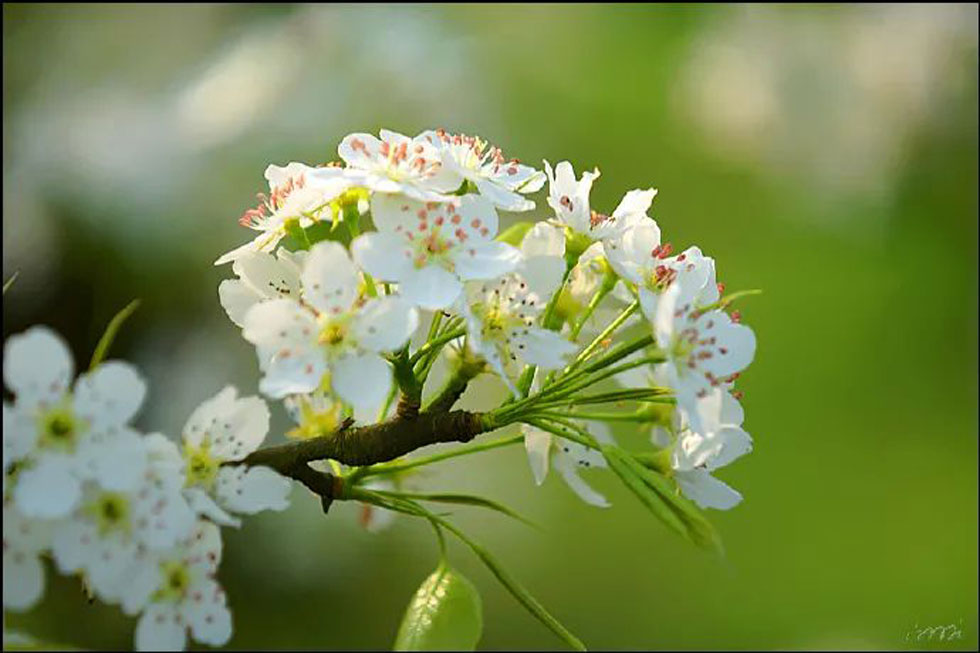 【春天，广西桂林灌阳县向您发出邀请！】我们在灌阳看梨花 - 游山玩水 - 江门生活社区 - 江门28生活网 jm.28life.net