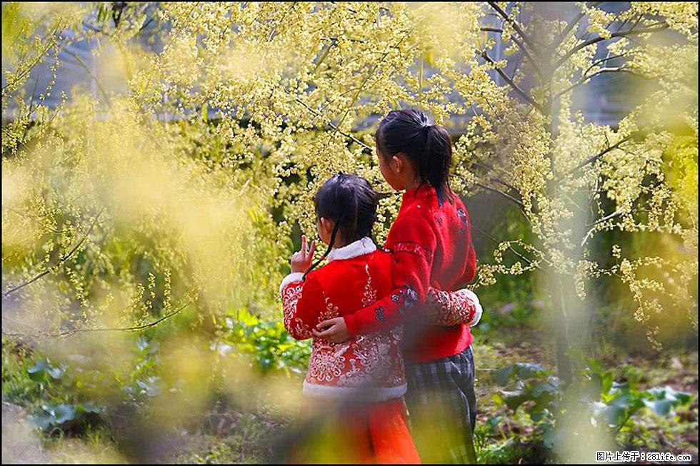 【春天，广西桂林灌阳县向您发出邀请！】米珠山前有片山苍子花在飘香 - 游山玩水 - 江门生活社区 - 江门28生活网 jm.28life.net