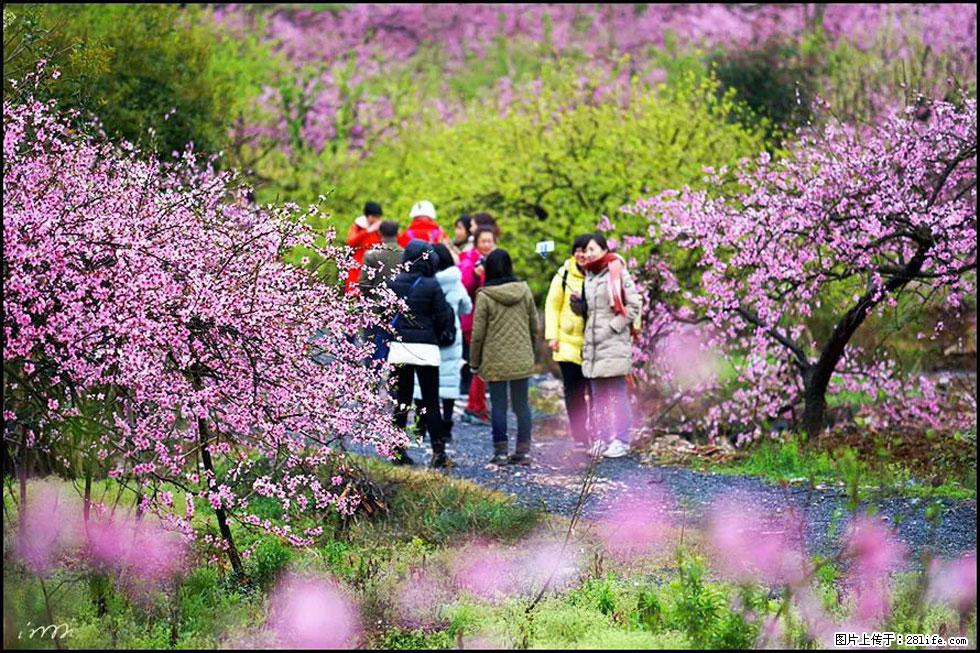 【春天，广西桂林灌阳县向您发出邀请！】官庄村有个醉美的桃花园 - 游山玩水 - 江门生活社区 - 江门28生活网 jm.28life.net