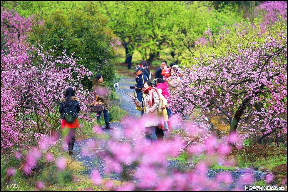 【春天，广西桂林灌阳县向您发出邀请！】官庄村有个醉美的桃花园 - 游山玩水 - 江门生活社区 - 江门28生活网 jm.28life.net