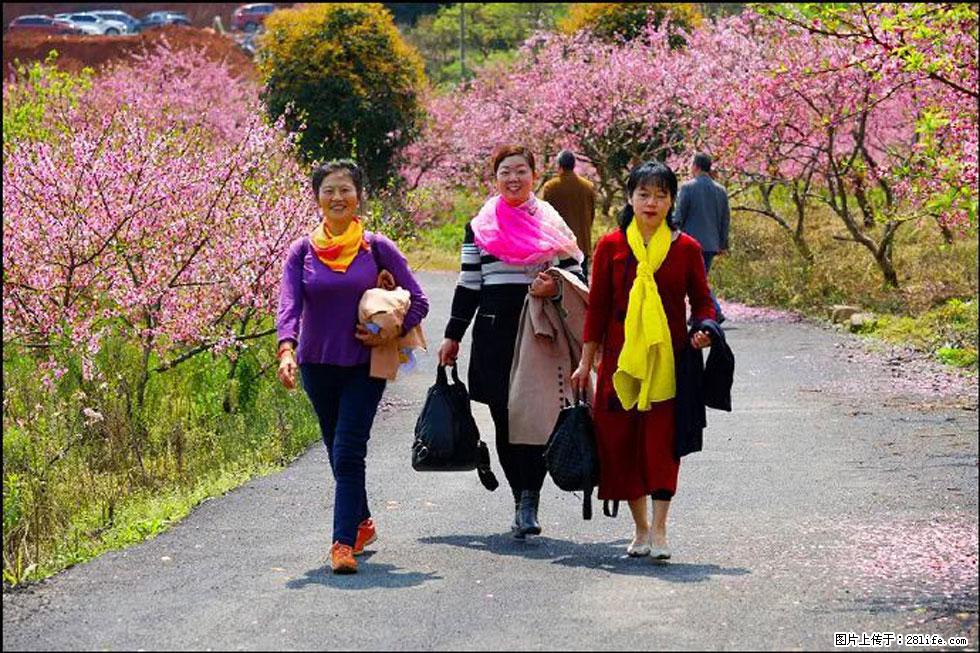 【春天，广西桂林灌阳县向您发出邀请！】官庄村有个醉美的桃花园 - 游山玩水 - 江门生活社区 - 江门28生活网 jm.28life.net