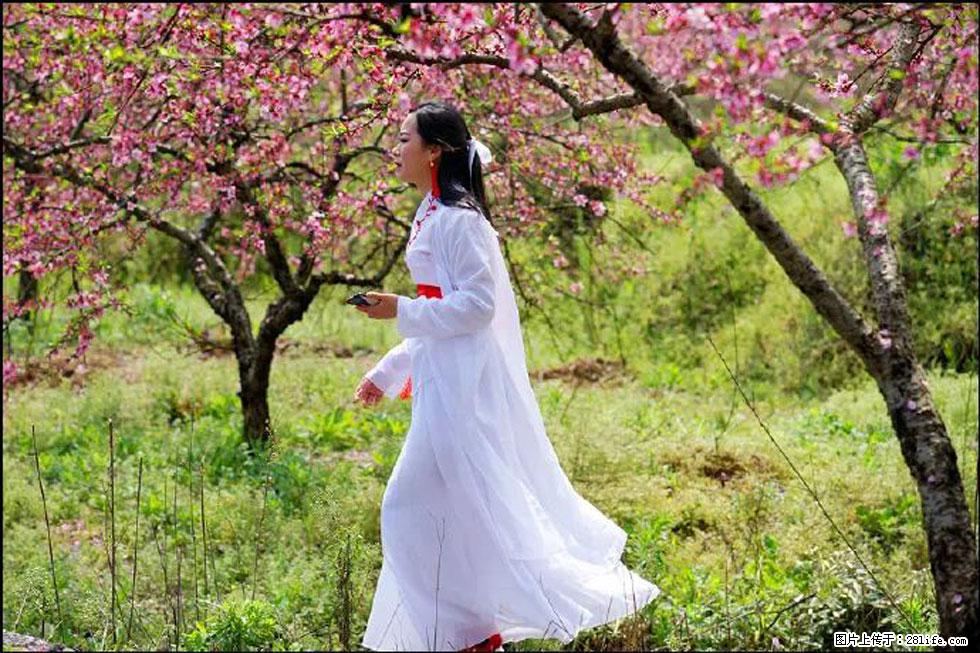 【春天，广西桂林灌阳县向您发出邀请！】官庄村有个醉美的桃花园 - 游山玩水 - 江门生活社区 - 江门28生活网 jm.28life.net