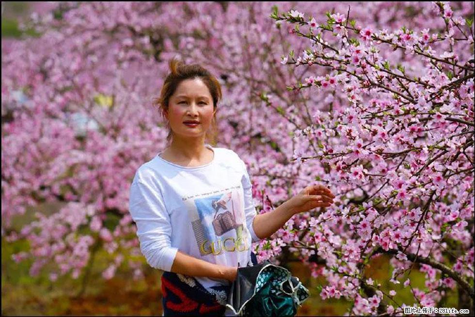 【春天，广西桂林灌阳县向您发出邀请！】官庄村有个醉美的桃花园 - 游山玩水 - 江门生活社区 - 江门28生活网 jm.28life.net