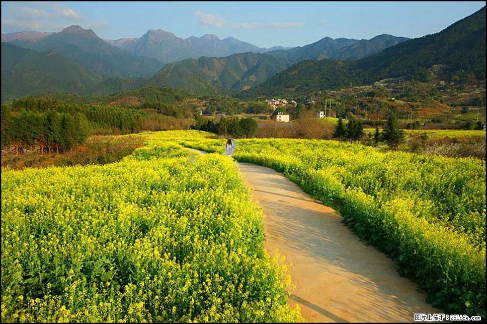 【春天，广西桂林灌阳县向您发出邀请！】长坪村油菜盛情花开 - 游山玩水 - 江门生活社区 - 江门28生活网 jm.28life.net