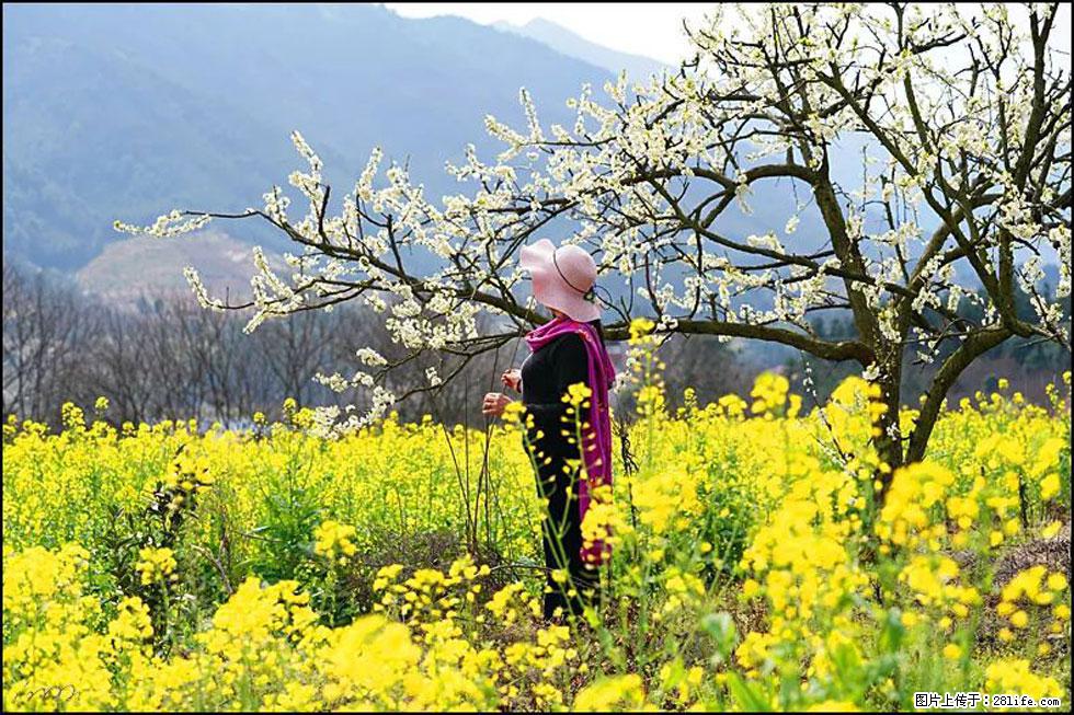 【春天，广西桂林灌阳县向您发出邀请！】长坪村油菜盛情花开 - 游山玩水 - 江门生活社区 - 江门28生活网 jm.28life.net