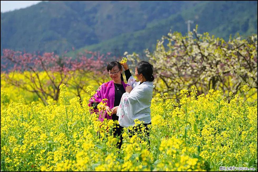 【春天，广西桂林灌阳县向您发出邀请！】长坪村油菜盛情花开 - 游山玩水 - 江门生活社区 - 江门28生活网 jm.28life.net