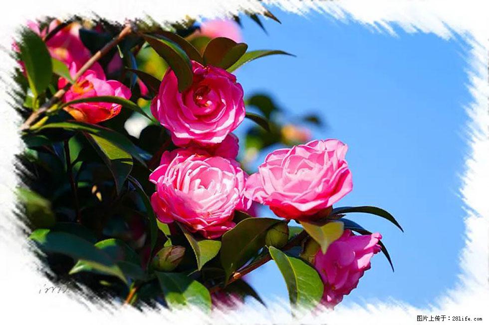 【春天，广西桂林灌阳县向您发出邀请！】杨柳井茶花惹人爱 - 游山玩水 - 江门生活社区 - 江门28生活网 jm.28life.net