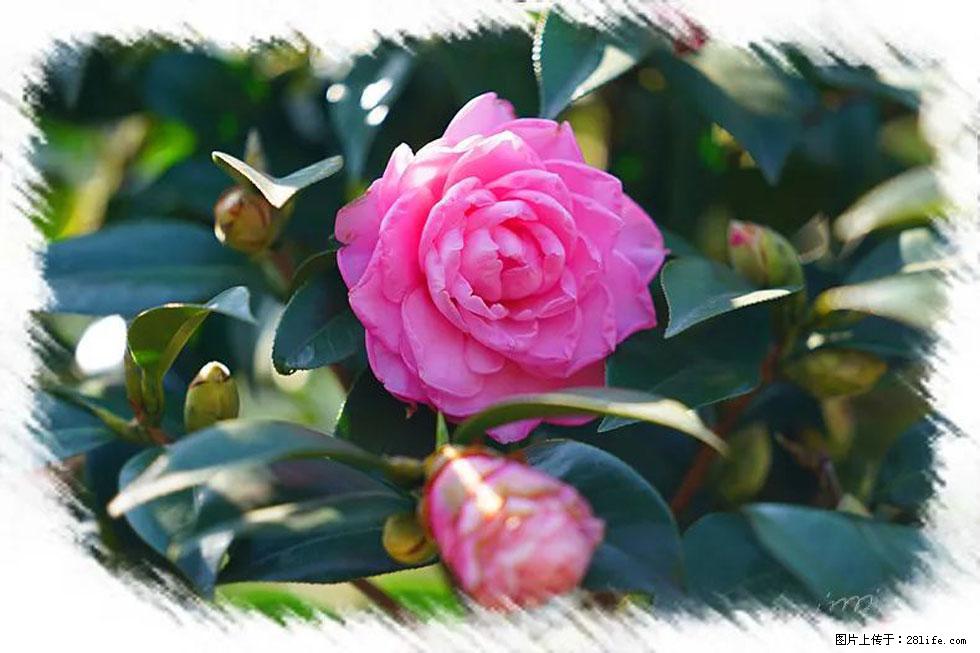 【春天，广西桂林灌阳县向您发出邀请！】杨柳井茶花惹人爱 - 游山玩水 - 江门生活社区 - 江门28生活网 jm.28life.net