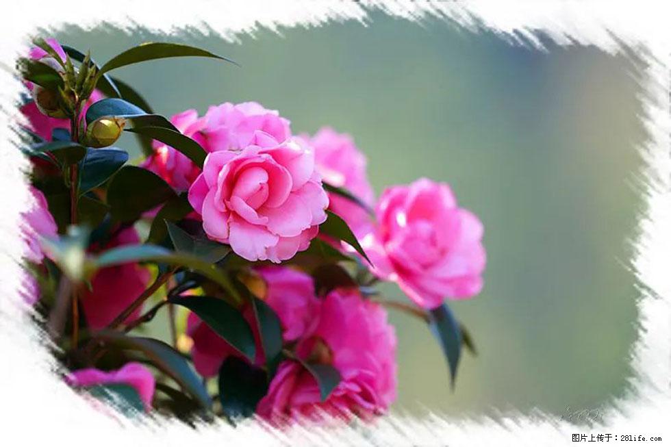 【春天，广西桂林灌阳县向您发出邀请！】杨柳井茶花惹人爱 - 游山玩水 - 江门生活社区 - 江门28生活网 jm.28life.net