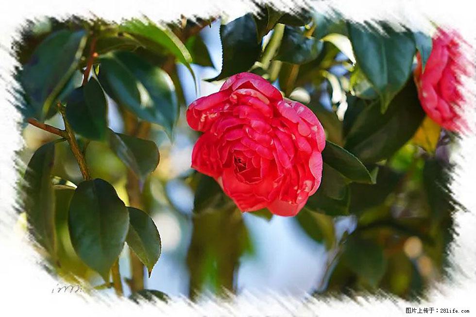 【春天，广西桂林灌阳县向您发出邀请！】杨柳井茶花惹人爱 - 游山玩水 - 江门生活社区 - 江门28生活网 jm.28life.net