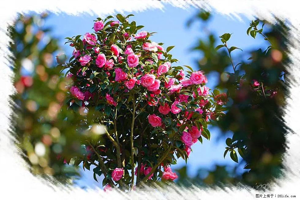 【春天，广西桂林灌阳县向您发出邀请！】杨柳井茶花惹人爱 - 游山玩水 - 江门生活社区 - 江门28生活网 jm.28life.net