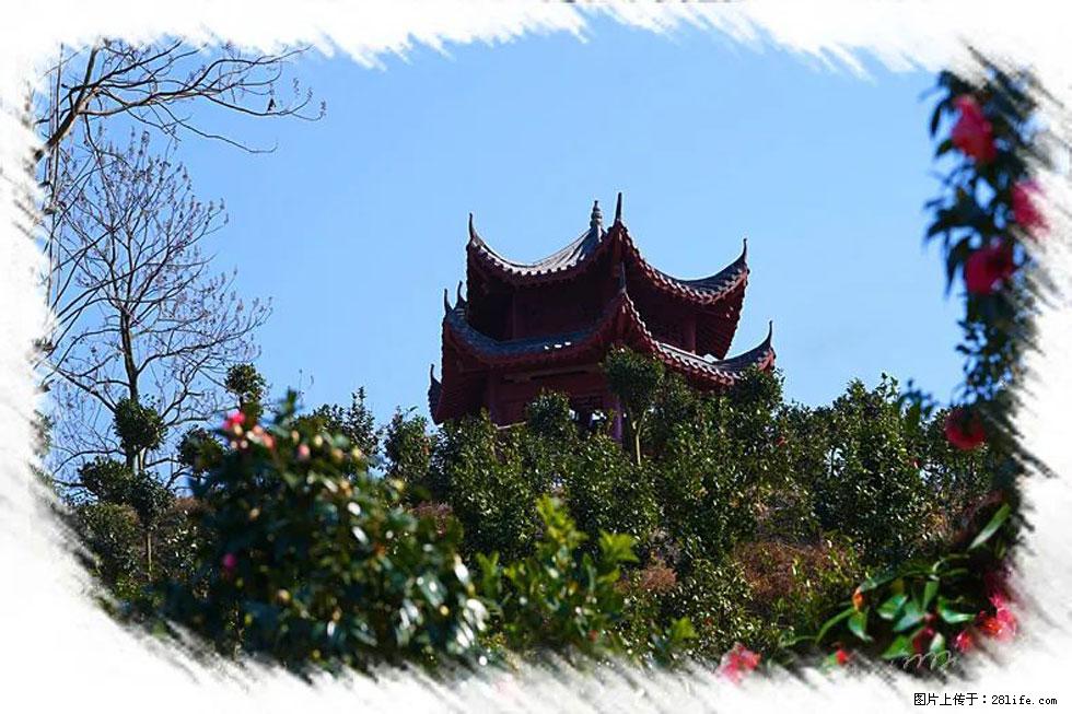 【春天，广西桂林灌阳县向您发出邀请！】杨柳井茶花惹人爱 - 游山玩水 - 江门生活社区 - 江门28生活网 jm.28life.net