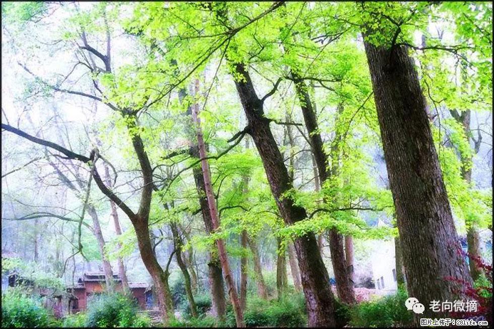 【春天，广西桂林灌阳县向您发出邀请！】在小龙村与春天约会 - 游山玩水 - 江门生活社区 - 江门28生活网 jm.28life.net