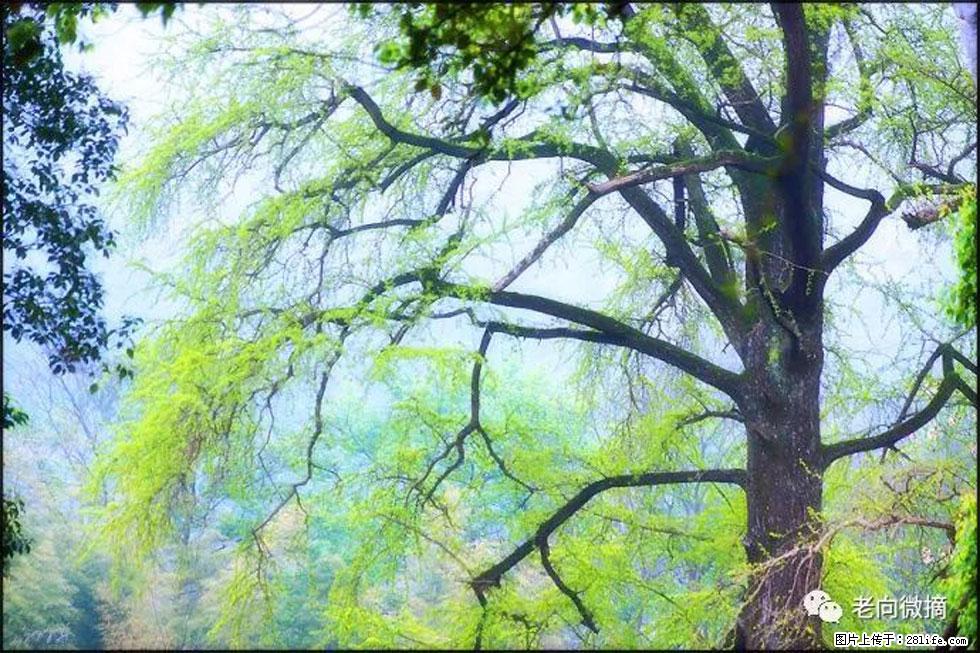 【春天，广西桂林灌阳县向您发出邀请！】在小龙村与春天约会 - 游山玩水 - 江门生活社区 - 江门28生活网 jm.28life.net