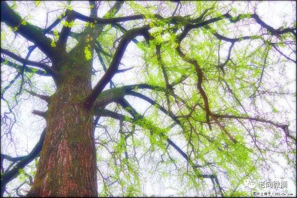 【春天，广西桂林灌阳县向您发出邀请！】在小龙村与春天约会 - 游山玩水 - 江门生活社区 - 江门28生活网 jm.28life.net