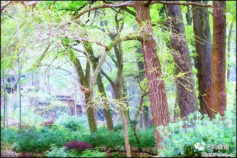 【春天，广西桂林灌阳县向您发出邀请！】在小龙村与春天约会 - 游山玩水 - 江门生活社区 - 江门28生活网 jm.28life.net
