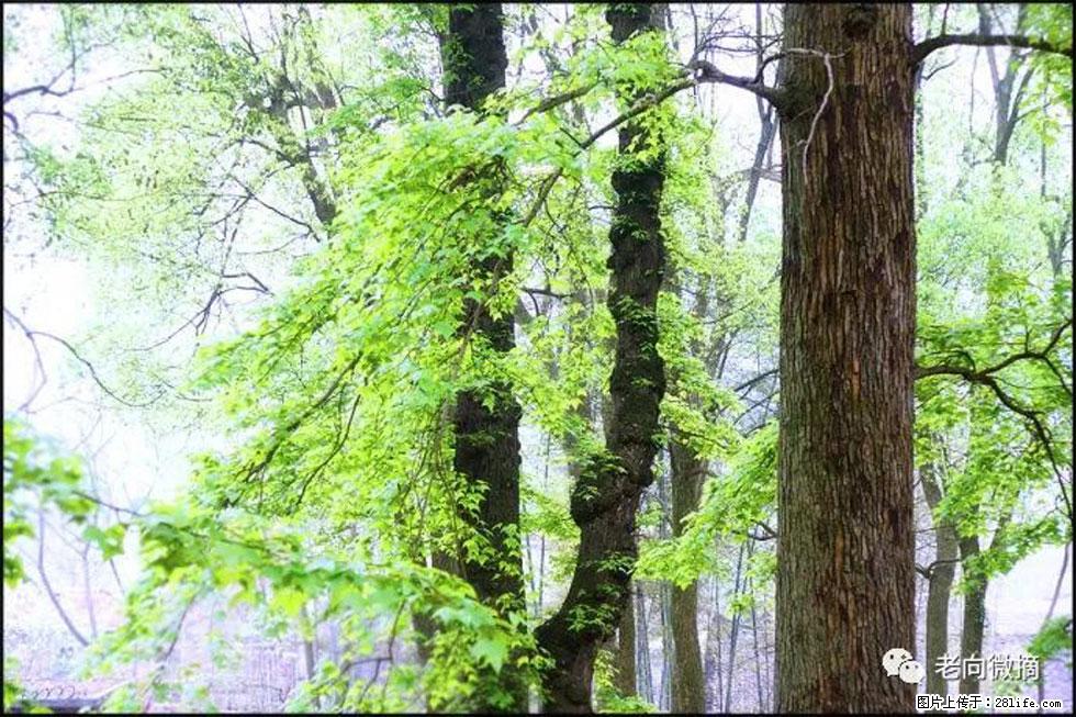 【春天，广西桂林灌阳县向您发出邀请！】在小龙村与春天约会 - 游山玩水 - 江门生活社区 - 江门28生活网 jm.28life.net