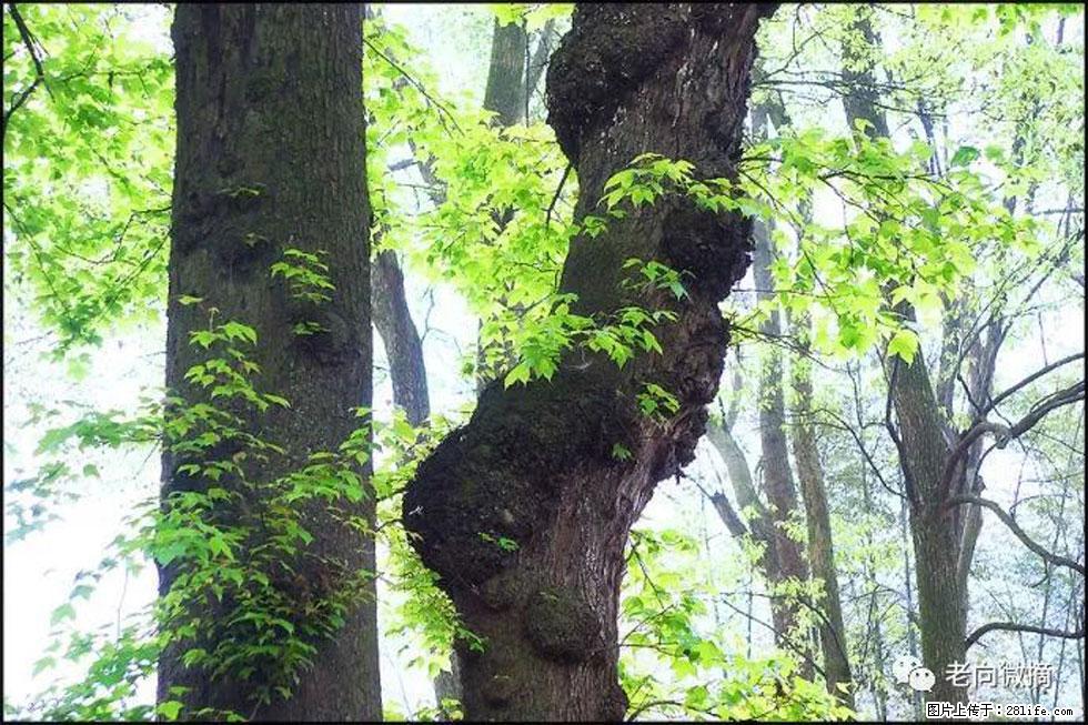 【春天，广西桂林灌阳县向您发出邀请！】在小龙村与春天约会 - 游山玩水 - 江门生活社区 - 江门28生活网 jm.28life.net
