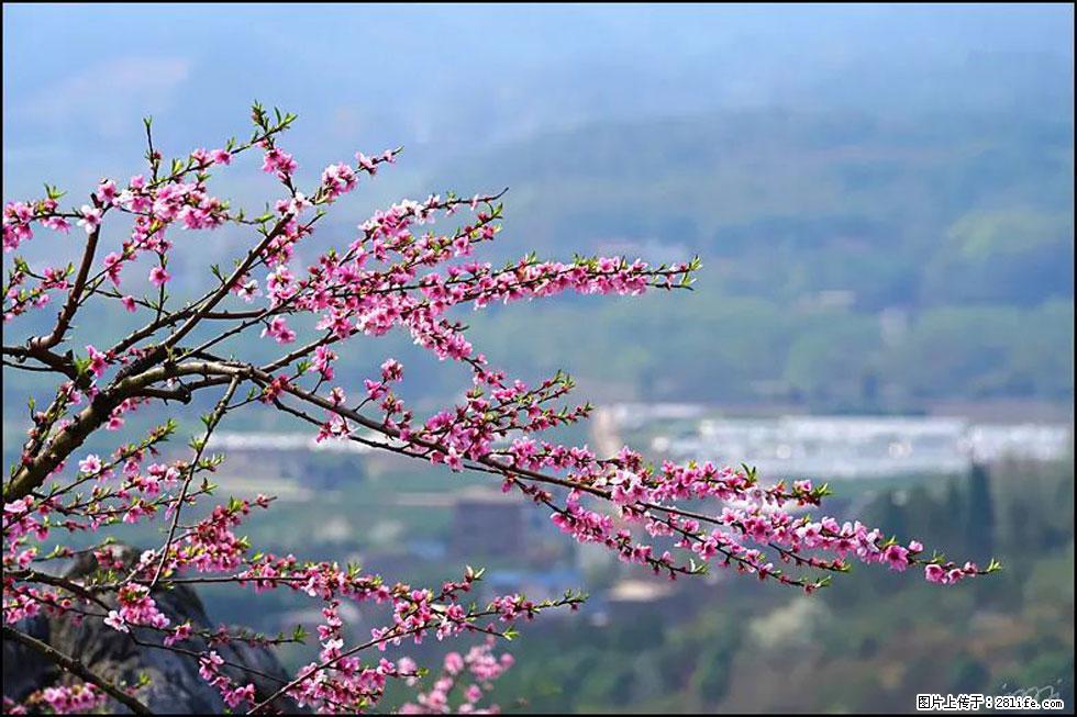 【春天，广西桂林灌阳县向您发出邀请！】望月岭上桃花开 - 游山玩水 - 江门生活社区 - 江门28生活网 jm.28life.net