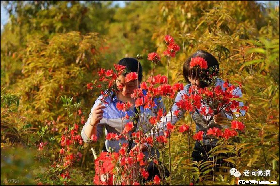 【春天，广西桂林灌阳县向您发出邀请！】登麒麟山，相约映山红 - 游山玩水 - 江门生活社区 - 江门28生活网 jm.28life.net