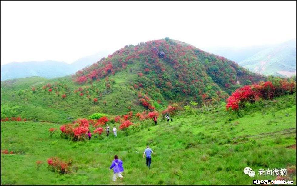 【春天，广西桂林灌阳县向您发出邀请！】宝盖山上映山红 - 游山玩水 - 江门生活社区 - 江门28生活网 jm.28life.net