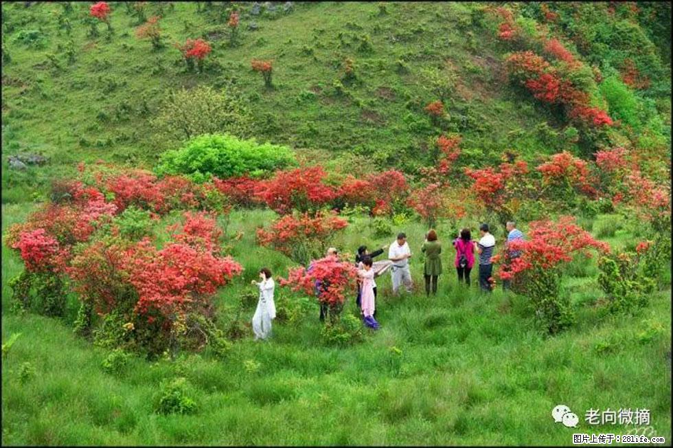 【春天，广西桂林灌阳县向您发出邀请！】宝盖山上映山红 - 游山玩水 - 江门生活社区 - 江门28生活网 jm.28life.net