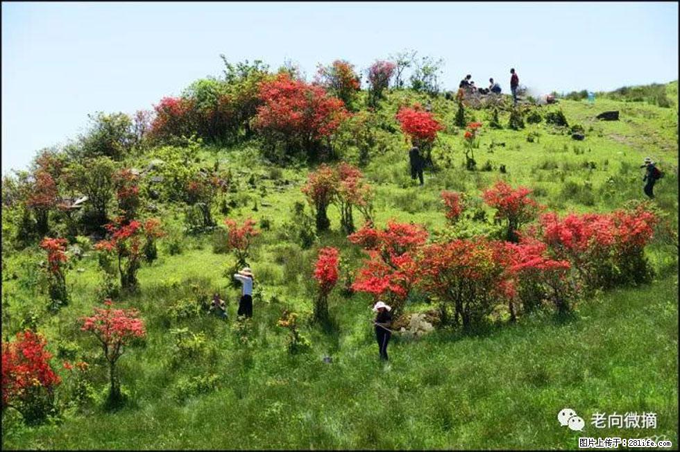 【春天，广西桂林灌阳县向您发出邀请！】宝盖山上映山红 - 游山玩水 - 江门生活社区 - 江门28生活网 jm.28life.net