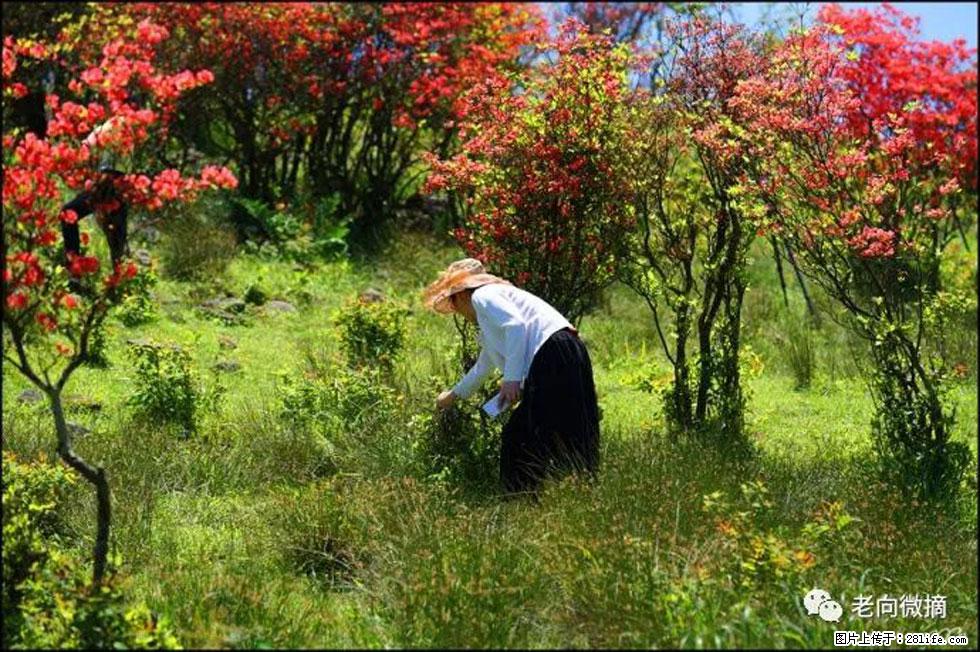 【春天，广西桂林灌阳县向您发出邀请！】宝盖山上映山红 - 游山玩水 - 江门生活社区 - 江门28生活网 jm.28life.net