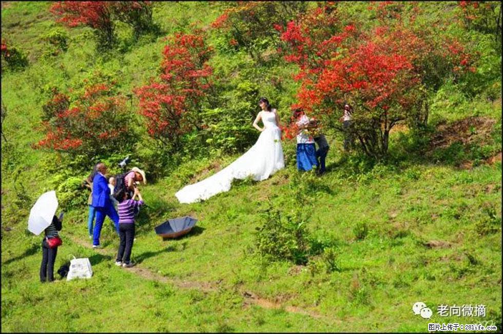 【春天，广西桂林灌阳县向您发出邀请！】宝盖山上映山红 - 游山玩水 - 江门生活社区 - 江门28生活网 jm.28life.net