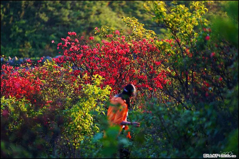 【春天，广西桂林灌阳县向您发出邀请！】春木界上映山红 - 游山玩水 - 江门生活社区 - 江门28生活网 jm.28life.net