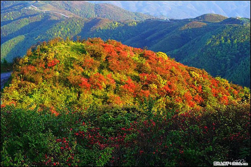 【春天，广西桂林灌阳县向您发出邀请！】春木界上映山红 - 游山玩水 - 江门生活社区 - 江门28生活网 jm.28life.net