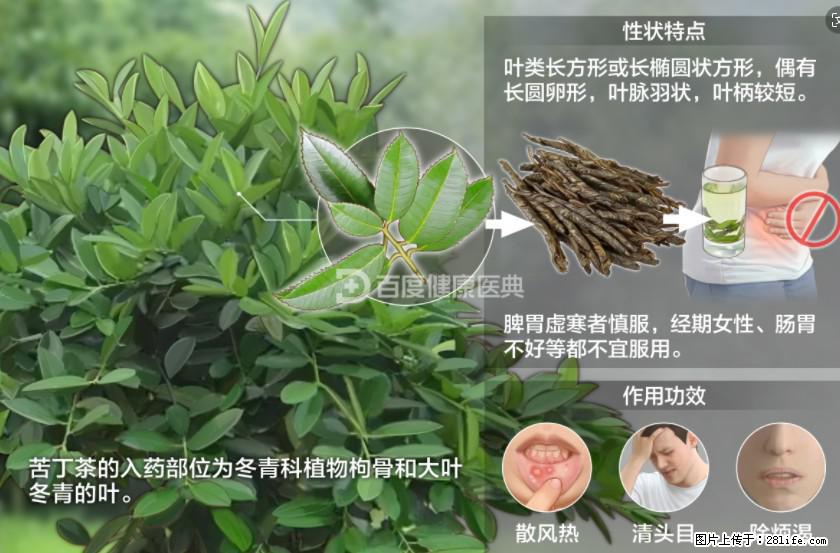苦丁茶有哪些功效和作用 - 生活百科 - 江门生活社区 - 江门28生活网 jm.28life.net