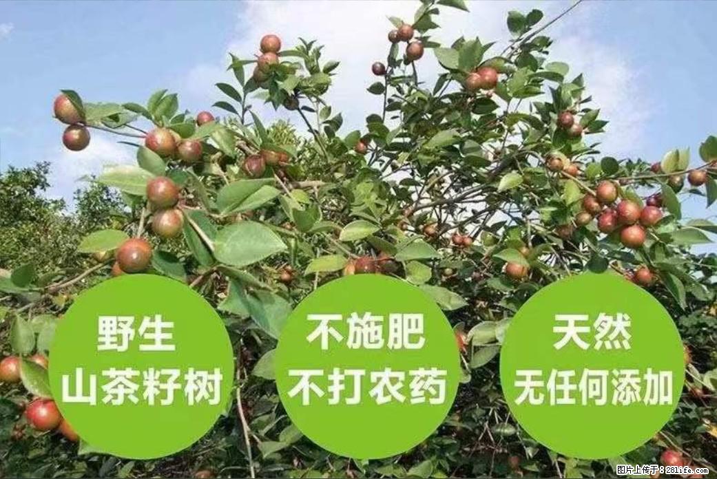 【灌阳县油茶产业示范区】一个有着充实的精神生活的人，对待身外之物自会有一种淡泊的态度 - 美食天地 - 江门生活社区 - 江门28生活网 jm.28life.net