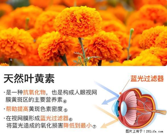 叶黄素有什么功效和作用 - 生活百科 - 江门生活社区 - 江门28生活网 jm.28life.net