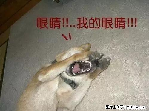 笑癫了！一女的怀孕三年未生，他终于忍不住了... - 娱乐八卦 - 江门生活社区 - 江门28生活网 jm.28life.net