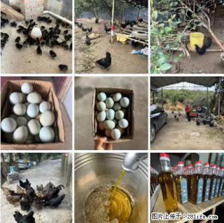油茶园从小鸡仔开始养起的纯土鸡、土鸡蛋可以预定啦！还有前几天刚榨的纯山茶油哦 - 江门28生活网 jm.28life.net
