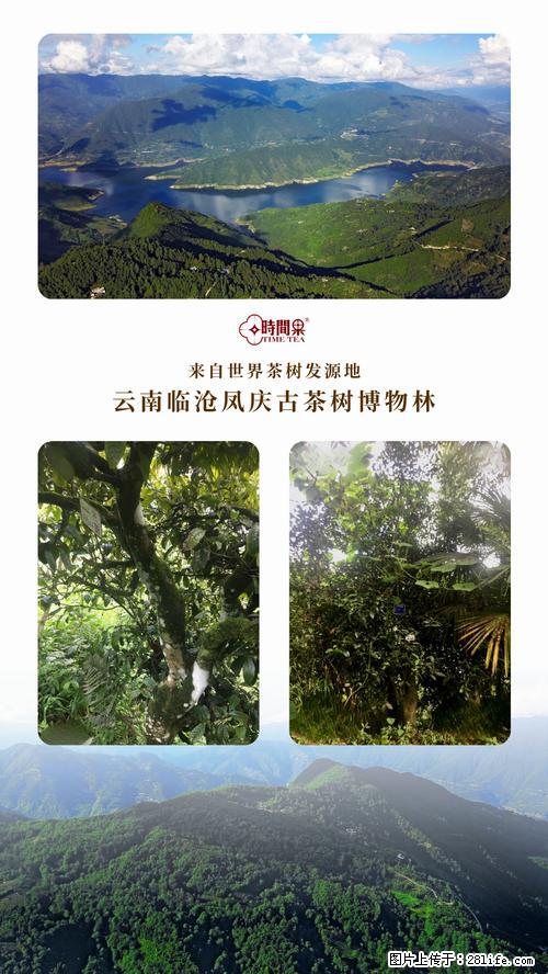 时间果百年古树2025年春红茶 - 购物交流 - 江门生活社区 - 江门28生活网 jm.28life.net