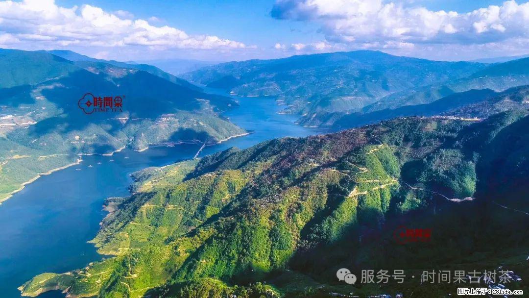 时间果百年古树龙珠普洱生茶 - 购物交流 - 江门生活社区 - 江门28生活网 jm.28life.net