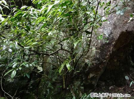 平乐石崖茶，珍贵仅次于金花茶 - 江门生活资讯 - 江门28生活网 jm.28life.net