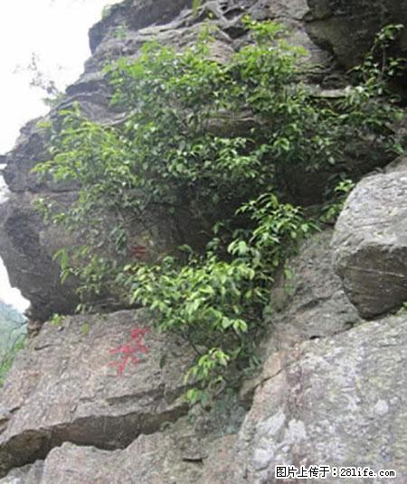 平乐石崖茶，珍贵仅次于金花茶 - 江门生活资讯 - 江门28生活网 jm.28life.net