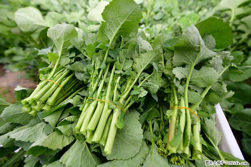 这些蔬菜是“天然钙片”，这6种被医生重点推荐 - 江门生活资讯 - 江门28生活网 jm.28life.net